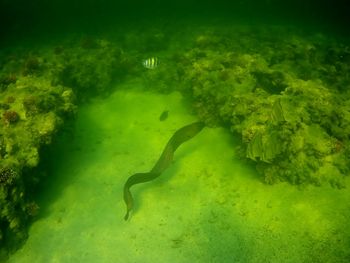 View of fish swimming in sea