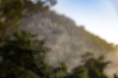 Close-up of spider web