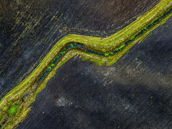 Green caterpillar on road