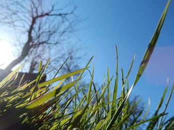 Close-up of fresh plants against clear sky