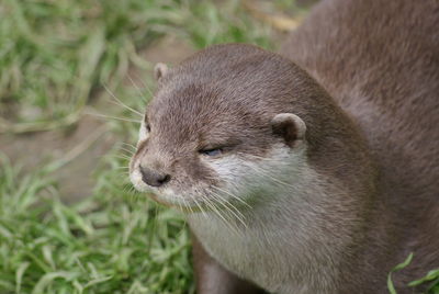 Close-up of otter on field