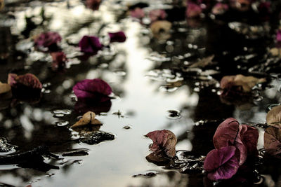 Close-up of purple flowers floating on water