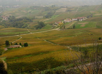 Vineyards of cuneo