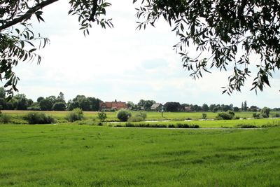 Scenic view of agricultural field against sky