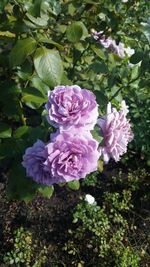 Close-up of flowers blooming outdoors