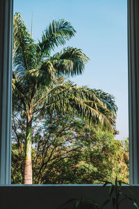 Close-up of palm tree against clear sky