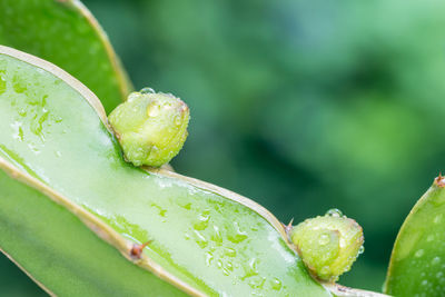 Close-up of wet plant