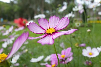 Close-up of cosmos flowers blooming outdoors