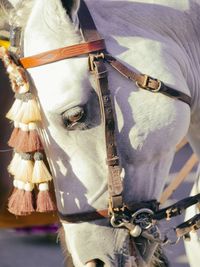 Close-up of white horse