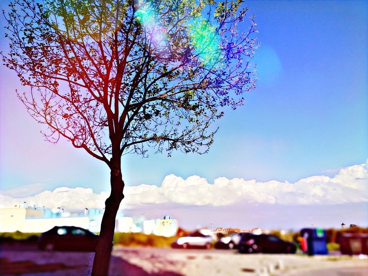 sky, plant, nature, tree, beauty in nature, no people, day, outdoors, architecture, growth, city, cloud - sky, built structure, flowering plant, sunlight, scenics - nature, building exterior, branch, focus on foreground, fragility, cherry blossom