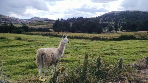 Sheep on field against sky