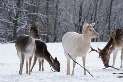 View of group of deer one white deer on snow covered land