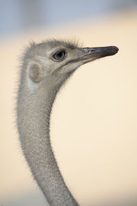 Close-up portrait of a bird