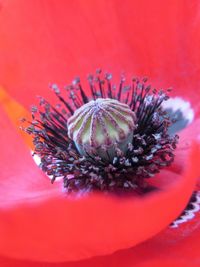 Close-up of red flowering plant