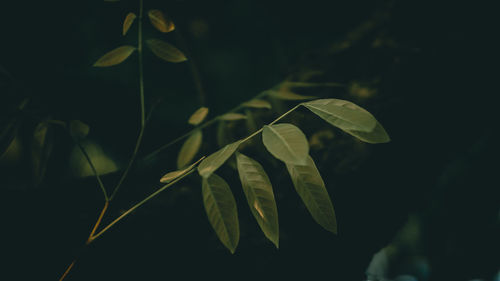 Close-up of green leaves on plant