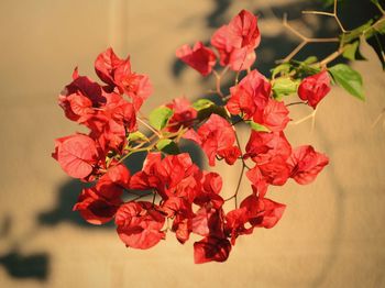 Close-up of red roses on plant