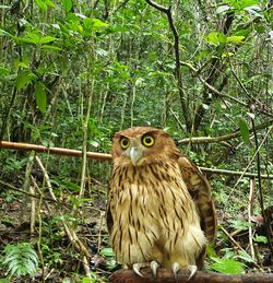 Portrait of owl on field