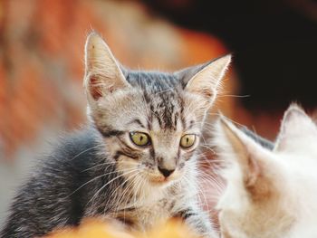 Close-up portrait of cat