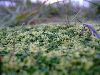 Close-up of grass