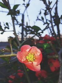 Close-up of red flower against blurred background