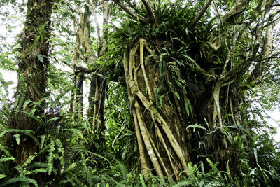 Low angle view of trees in forest