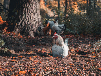 View of a bird in forest