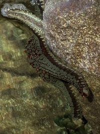 marine biology