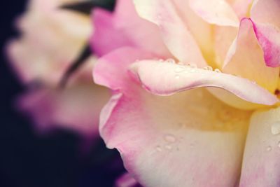 Macro shot of water drops on pink flower