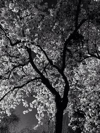 Full frame shot of tree branches