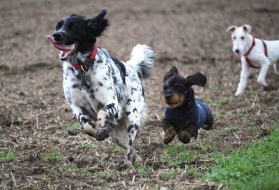 Dogs running on dirt path