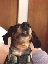 Close-up of puppy