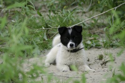 Dog on plant