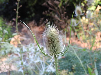 Close-up of spiked plant on field