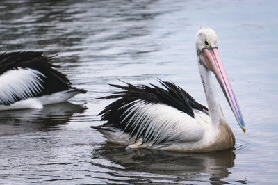 Pelicans swimming in pond