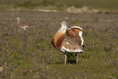 Duck in a field