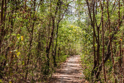 Footpath amidst trees in forest