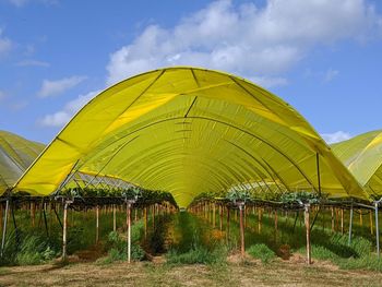 Fruit farm poly tunnel