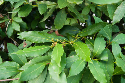 High angle view of insect on leaves
