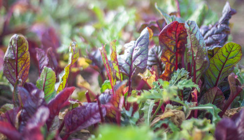Close-up of plants
