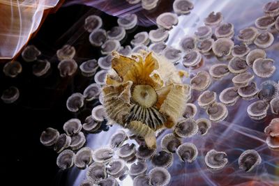 Close-up of honey bee on sea