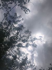 Low angle view of silhouette tree against sky