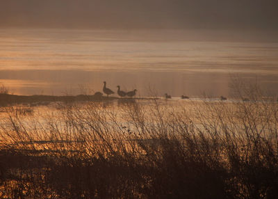 Birds on grass against sky during sunset