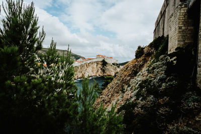 Plants growing on old building