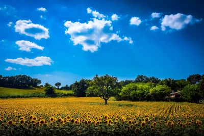 Scenic view of yellow flowers growing on field against sky