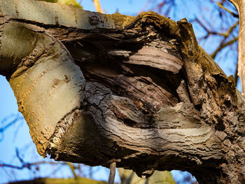 Low angle view of tree branch