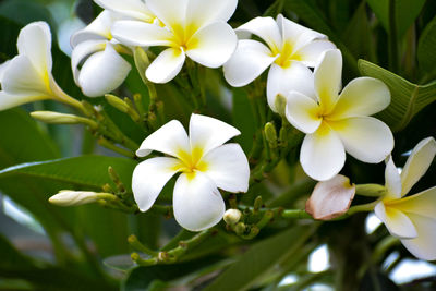 Close-up of white flowering plant