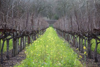 Panoramic shot of vineyard