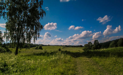 Trees on field against sky