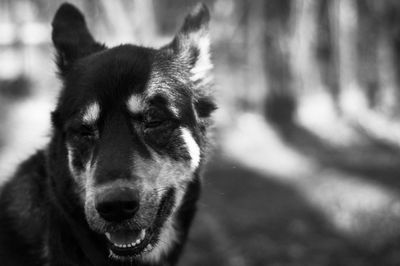 Close-up portrait of a dog