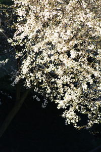Close-up of tree against sky